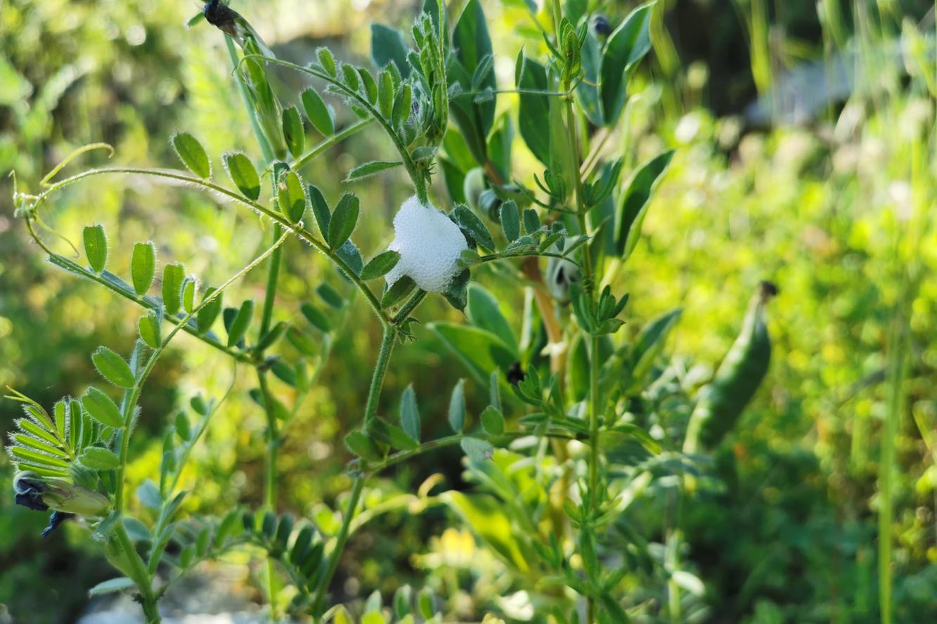 Agricultura Destina 350 000 Euros A Combatre Els Vectors Transmissors De Xylella Fastidiosa I Pel Control De La Mosca De La Fruita El Iris Cat Digital D Informacio I Cultura